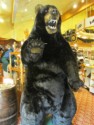 Bear in a store
